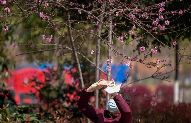 武汉:春在枝头已九分