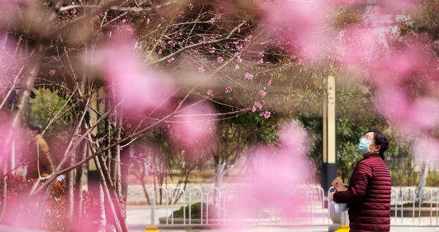 武汉:春在枝头已九分