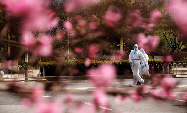 武汉:春在枝头已九分