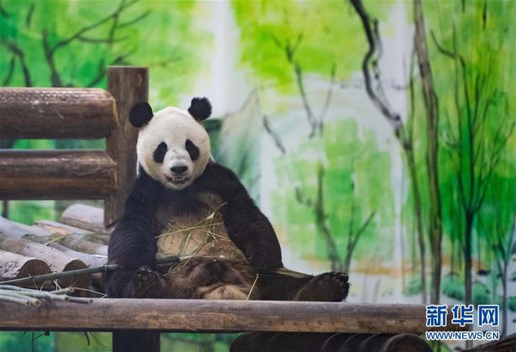 （社会）（3）8只大熊猫安家凤凰