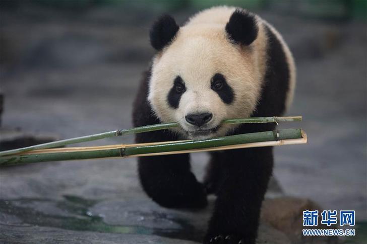 （社会）（4）8只大熊猫安家凤凰