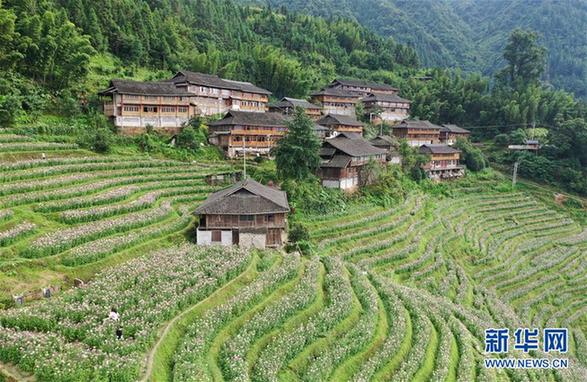 广西龙胜:梯田花海暑日娇 (环境)(1)广西龙胜:梯田花海暑日娇
