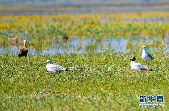 （环境）（2）候鸟安居鄂尔多斯湿地
