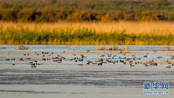 （环境）（4）候鸟安居鄂尔多斯湿地