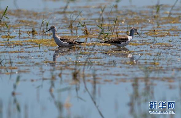 （环境）（6）候鸟安居鄂尔多斯湿地