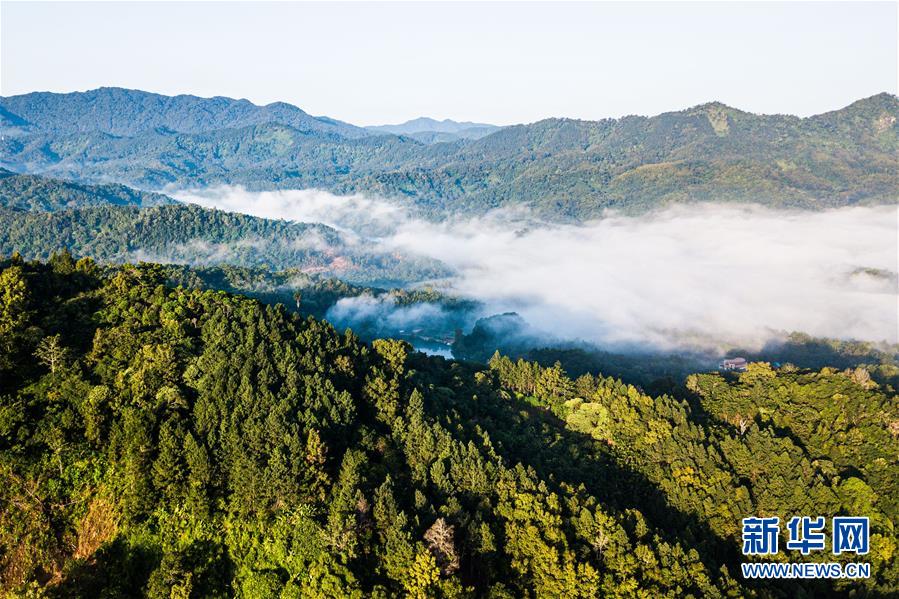 探访海南热带雨林国家公园 (环境)(5)探访海南热带雨林国家公园