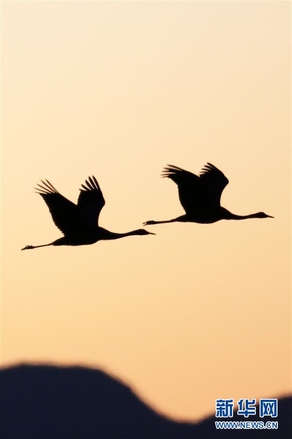 鹤舞草海 #(环境)(5)鹤舞草海