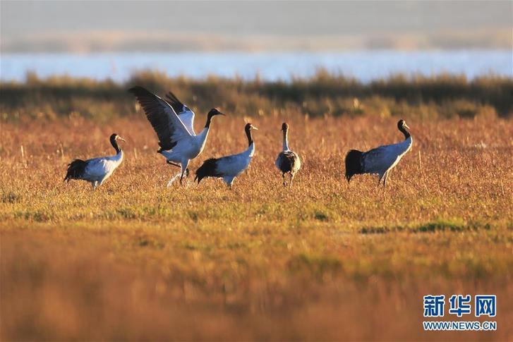 鹤舞草海 #(环境)(6)鹤舞草海