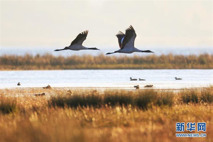 鹤舞草海 #(环境)(4)鹤舞草海