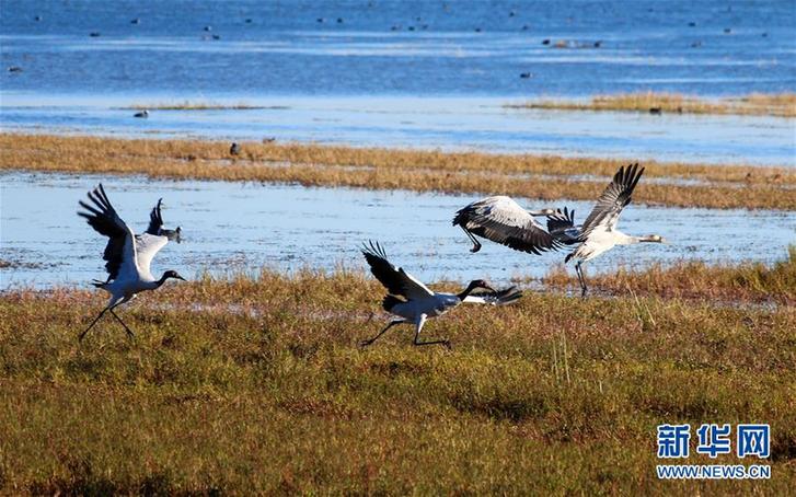 鹤舞草海 #(环境)(3)鹤舞草海