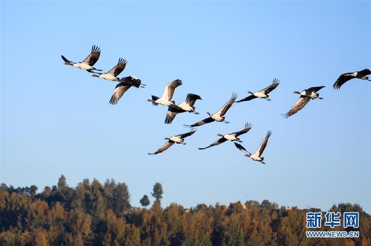 鹤舞草海 #(环境)(2)鹤舞草海