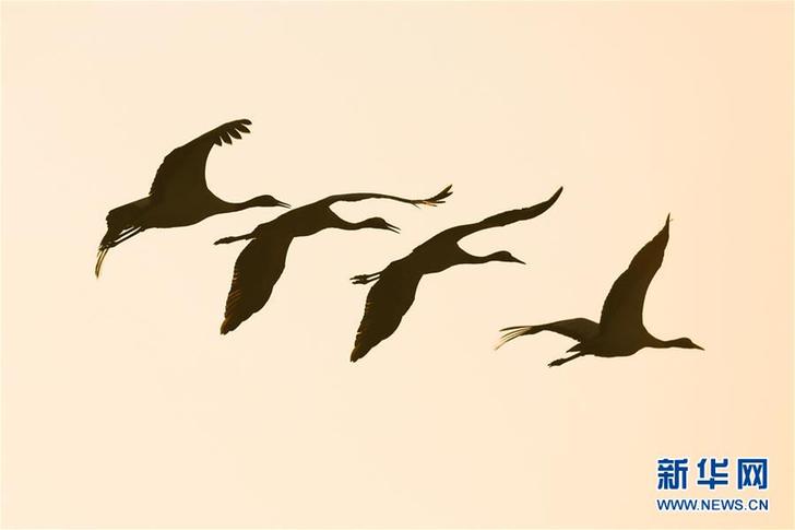 鹤舞草海 #(环境)(1)鹤舞草海