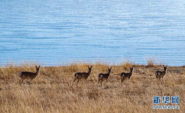 西藏:冬日羊湖 动物乐园