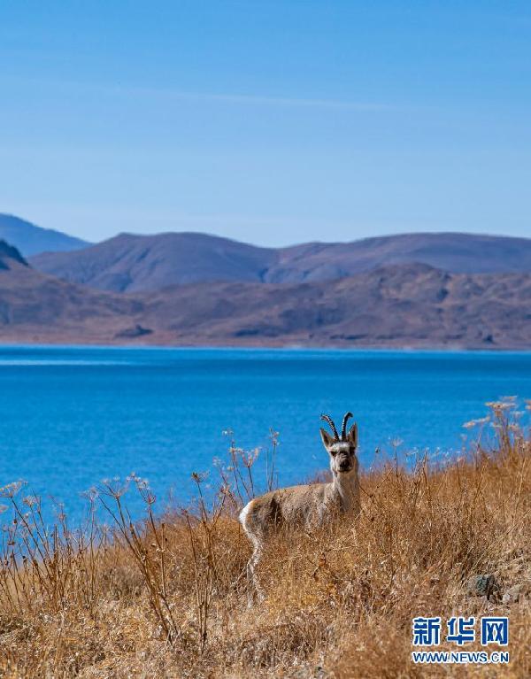 西藏:冬日羊湖 动物乐园