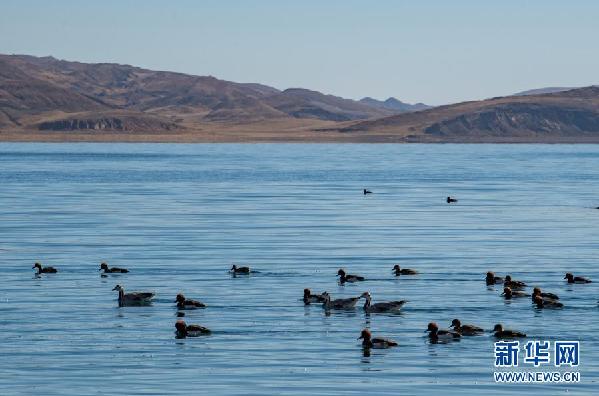 西藏:冬日羊湖 动物乐园
