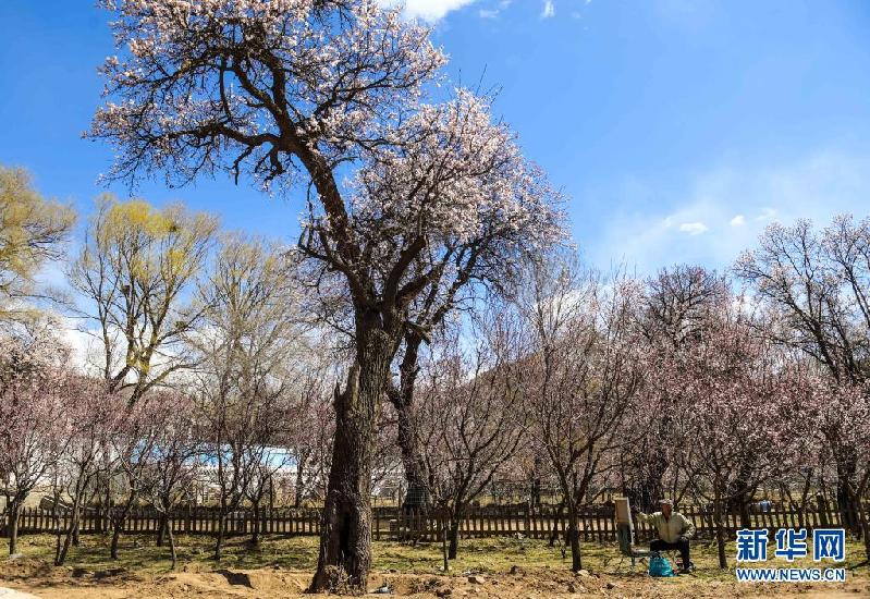 呼和浩特:杏园春意浓