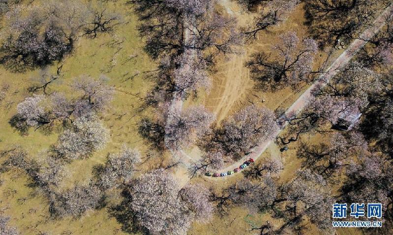 呼和浩特:杏园春意浓