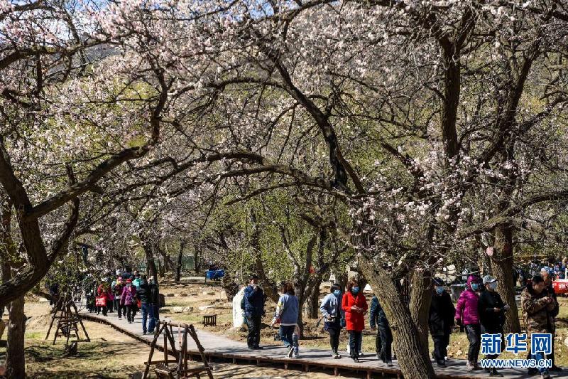 呼和浩特:杏园春意浓