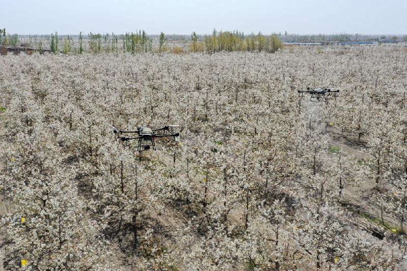 从“坎土曼”到“无人机”——田间地头看新疆高质量发展 从“坎土曼”到“无人机”——田间地头看新疆高质量发展