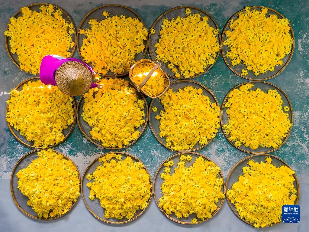 浙江淳安:菊花收获忙 浙江淳安:菊花收获忙