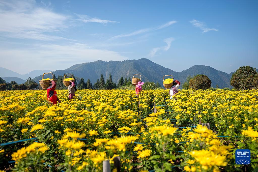 浙江淳安:菊花收获忙 浙江淳安:菊花收获忙