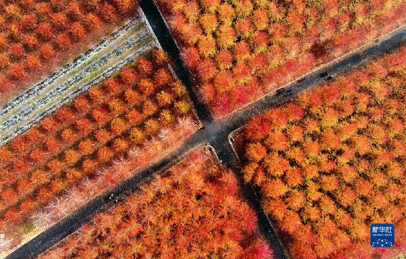 青岛:枫叶红了 乡村游“热”了