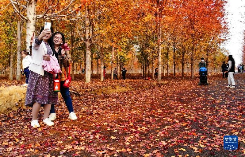青岛:枫叶红了 乡村游“热”了