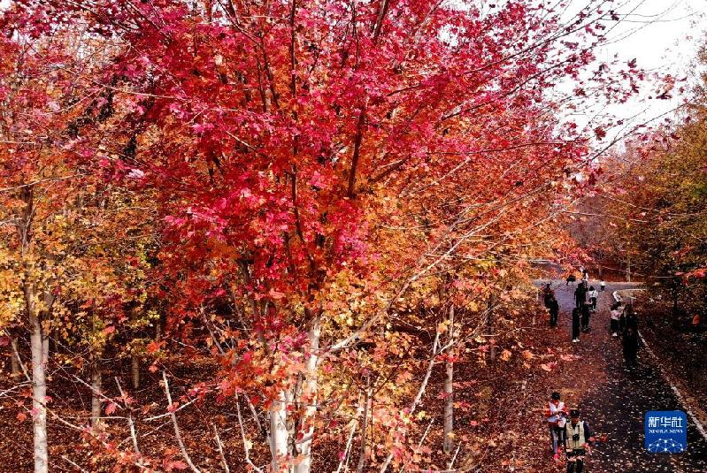 青岛:枫叶红了 乡村游“热”了