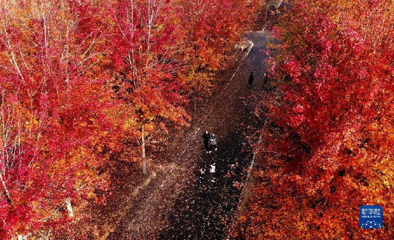 青岛:枫叶红了 乡村游“热”了