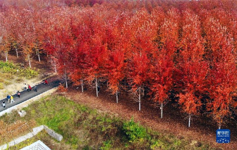 青岛:枫叶红了 乡村游“热”了
