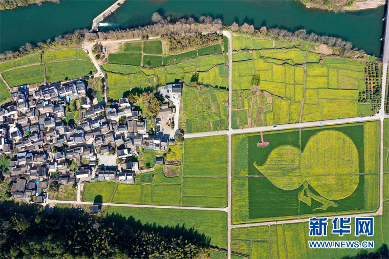 “葫芦”花海秀春光