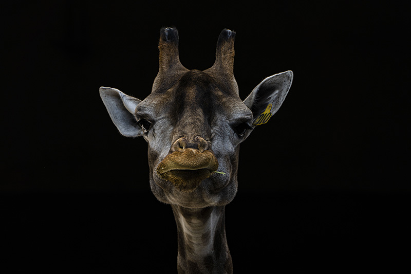 疫情之下的“动物感伤” 疫情之下的“动物感伤”