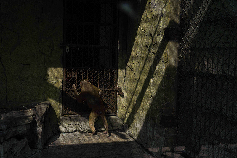 疫情之下的“动物感伤” 疫情之下的“动物感伤”