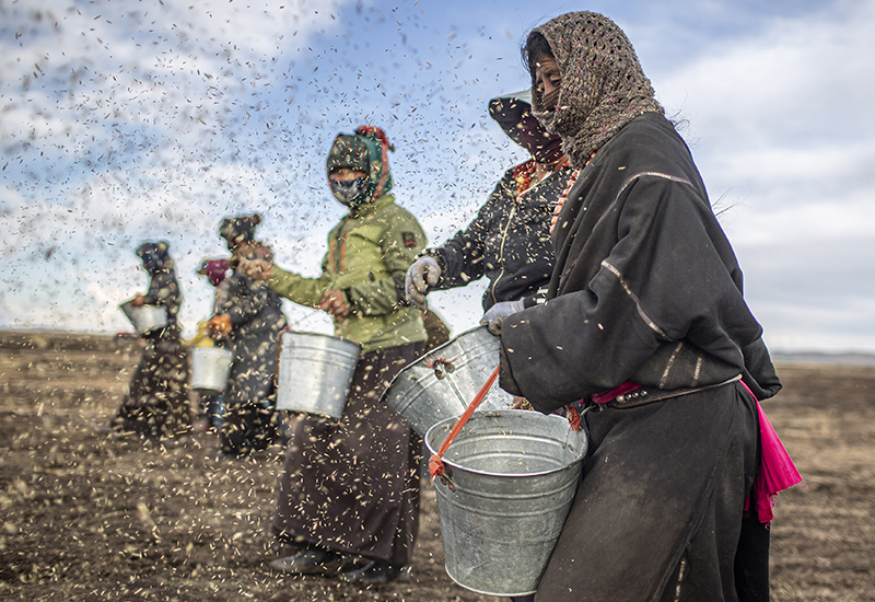 播绿黑土滩 播绿黑土滩