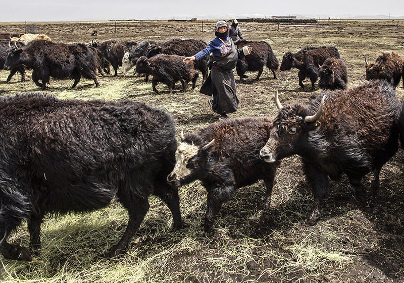 播绿黑土滩 播绿黑土滩