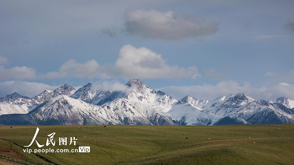 甘肃山丹马?。河旰蟛菰绻馊缁?】