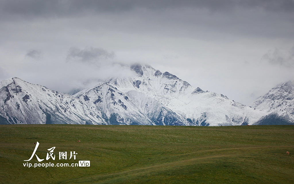 甘肃山丹马?。河旰蟛菰绻馊缁?】