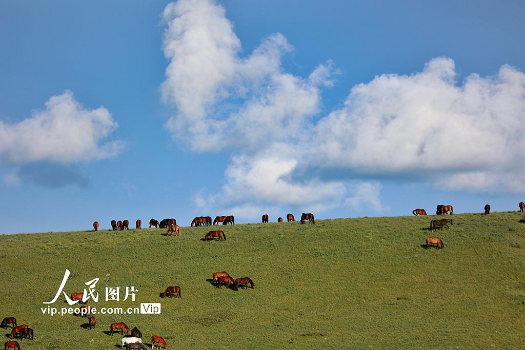 甘肃山丹马场：雨后草原风光如画【9】