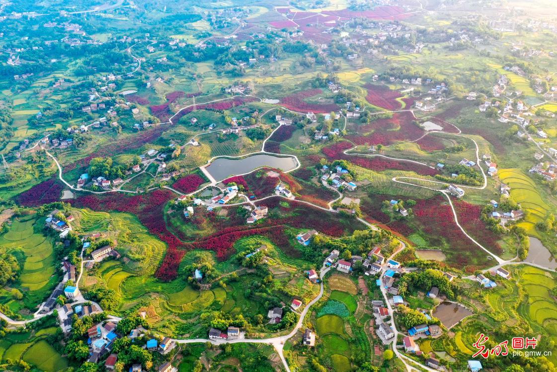 紫薇花开灿若云霞