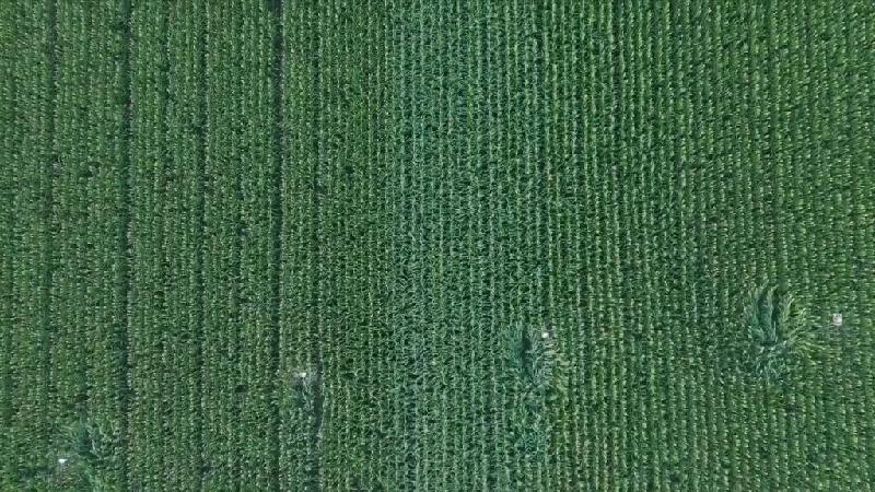 新华全媒+|河南滑县:无人机授粉促玉米丰收