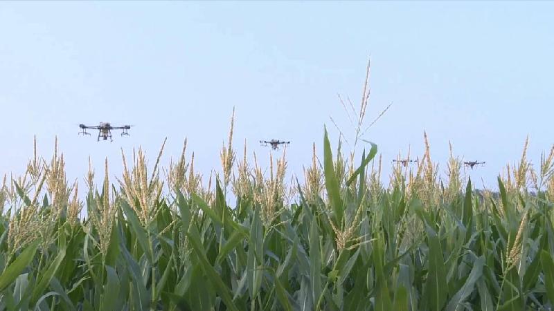 新华全媒+|河南滑县:无人机授粉促玉米丰收