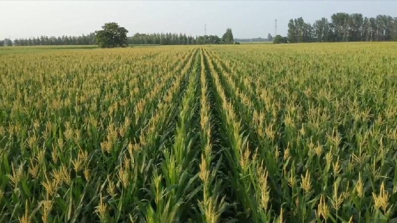 新华全媒+|河南滑县:无人机授粉促玉米丰收