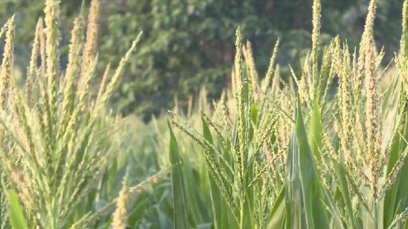 新华全媒+|河南滑县:无人机授粉促玉米丰收