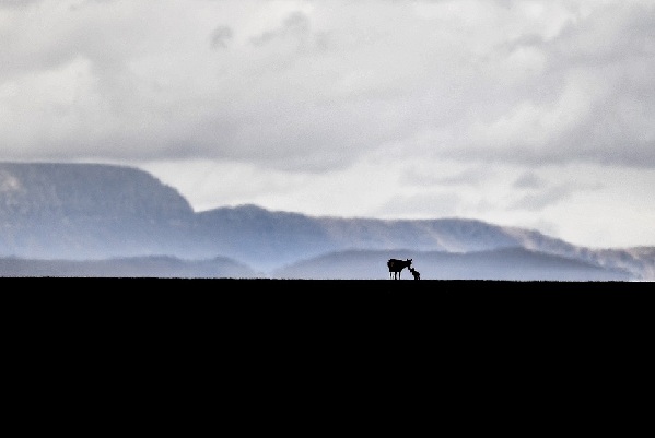 高原摄影诗人普布扎西 那人生最美好的时光 高原摄影诗人普布扎西 那人生最美好的时光
