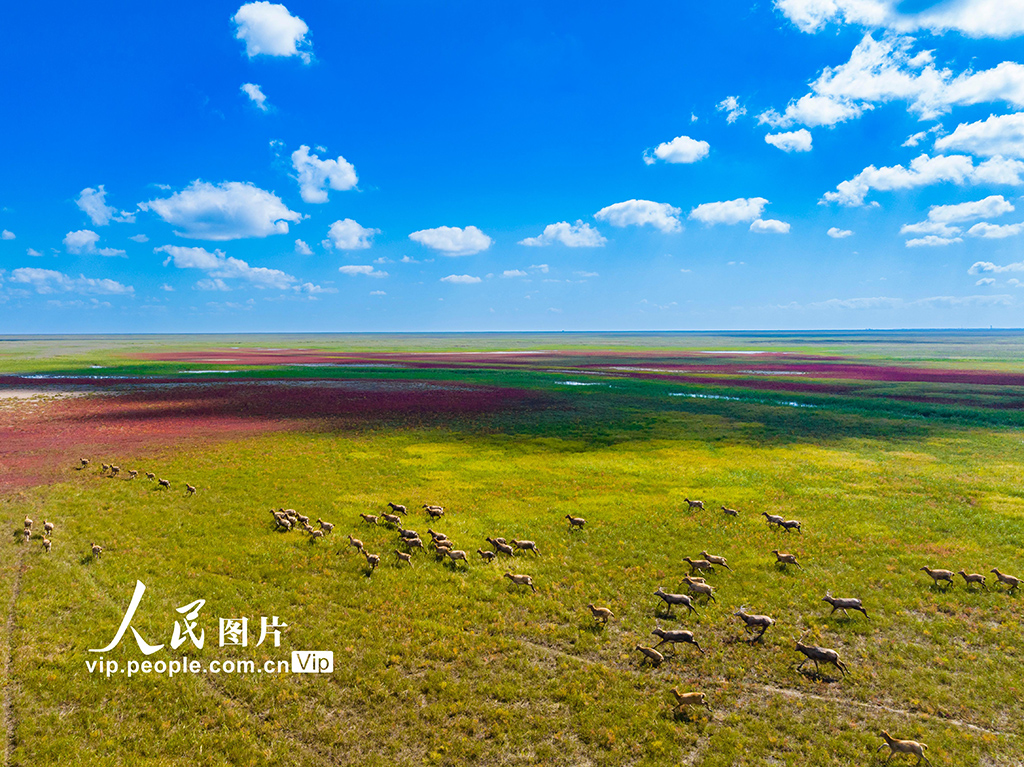 秋染湿地麋鹿欢