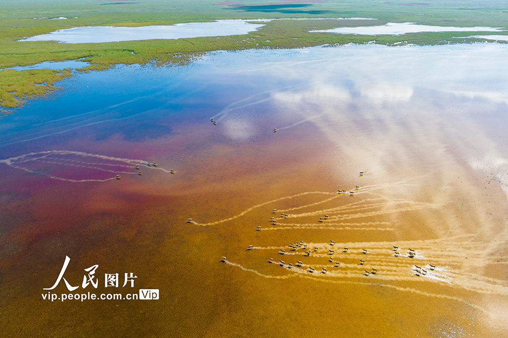 秋染湿地麋鹿欢