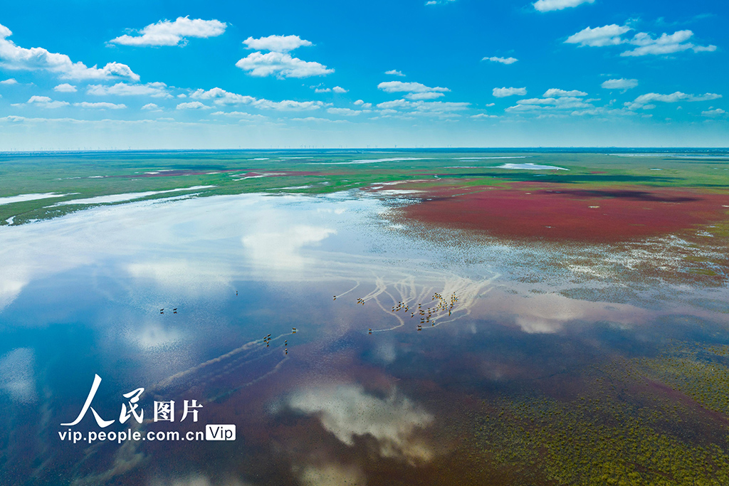 秋染湿地麋鹿欢
