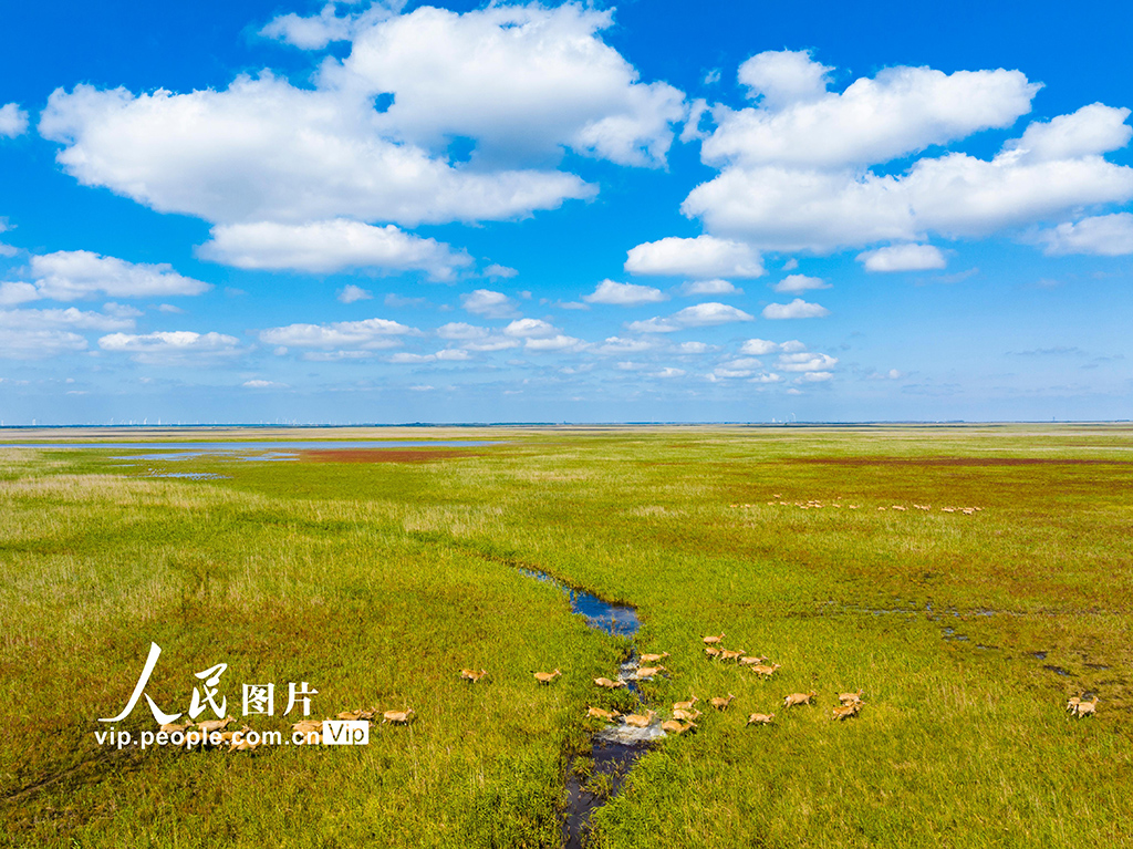 秋染湿地麋鹿欢