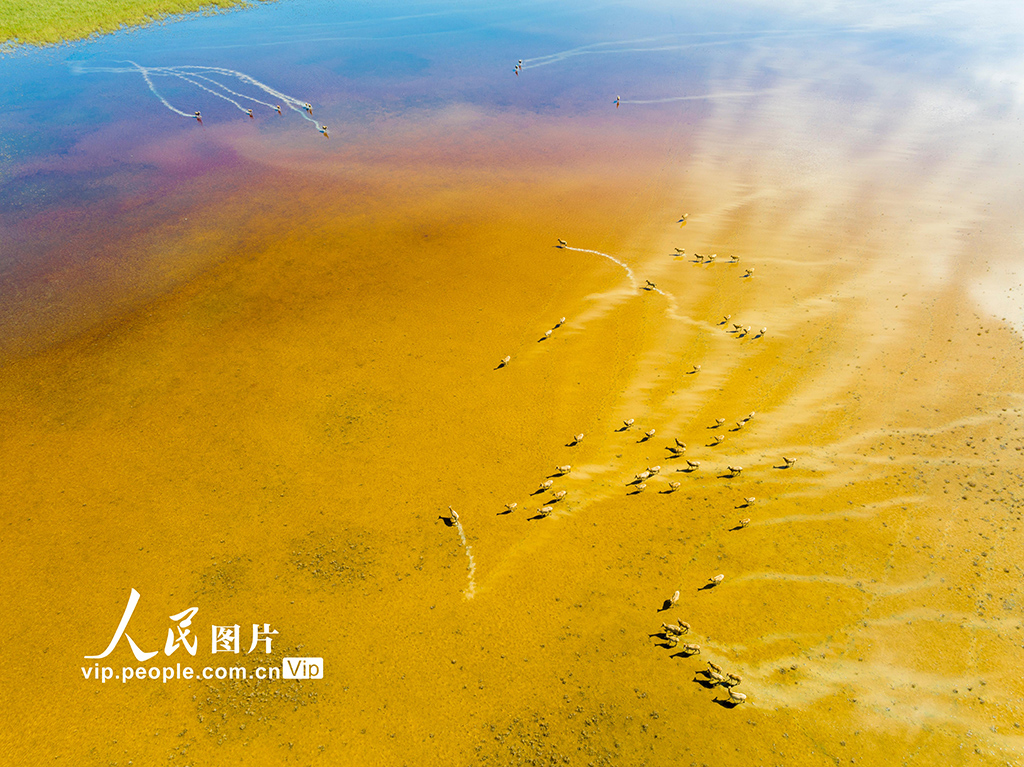 秋染湿地麋鹿欢