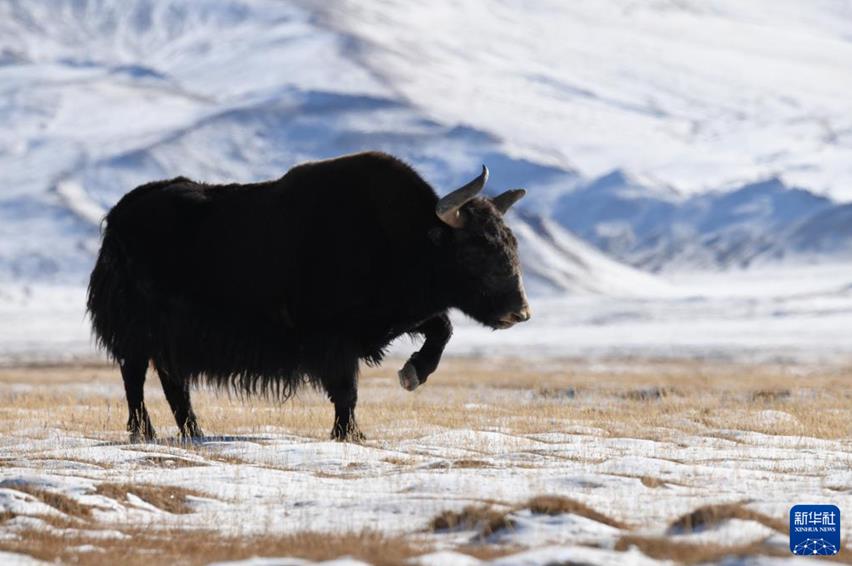 无人机航拍:生机勃勃的冬日哈尔腾 无人机航拍:生机勃勃的冬日哈尔腾